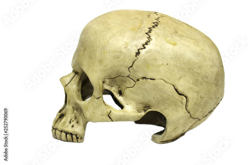 Human skull in profile isolated on white background