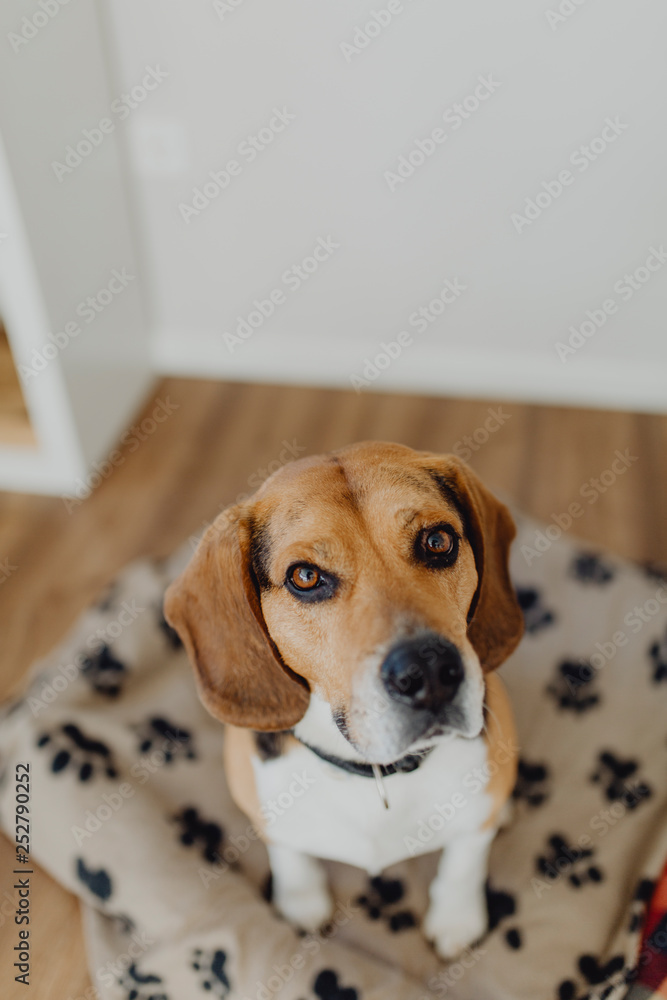 Beautiful dog breed Beagle posing on his bed