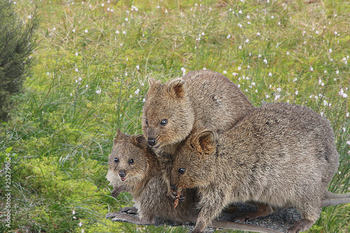 Canvas Print Mother quokka with two joey - small kangaroos living on Rottnest Island, Western