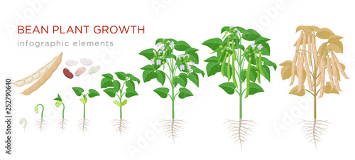 Bean plant growth stages infographic elements in flat design. Planting process of beans from seeds sprout to ripe vegetable, plant life cycle isolated on white background, vector stock illustration.