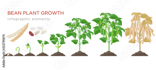 Bean plant growth stages infographic elements in flat design. Planting process of beans from seeds sprout to ripe vegetable, plant life cycle isolated on white background, vector stock illustration.