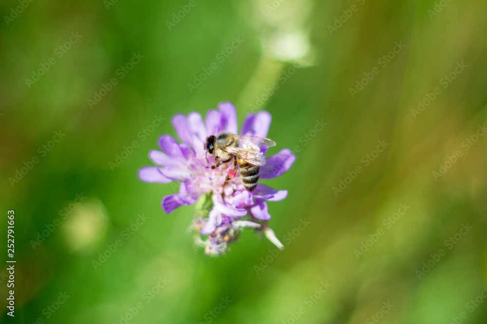 Abeja recolectando polen de una flor silvestre Abeja recolectando polen de una flor silvestre