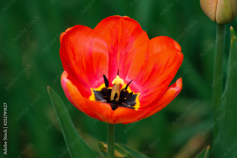 Tulipan