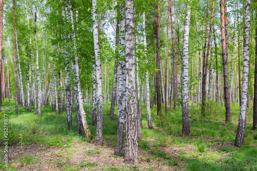 Fragment of the spring forest with birches on a foreground
