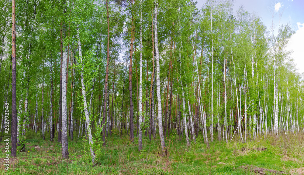 Birches and pines on the edge of spring forest Birches and pines on the edge of spring forest