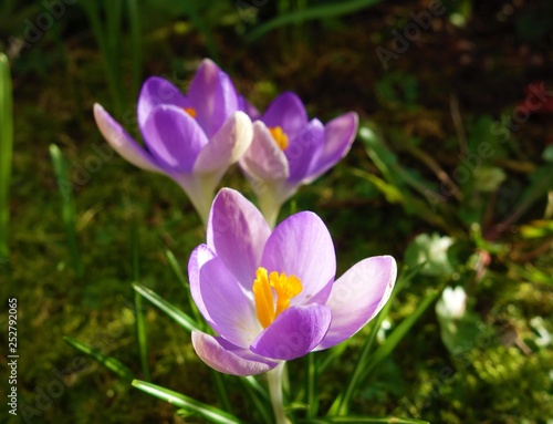 purple crocus in spring