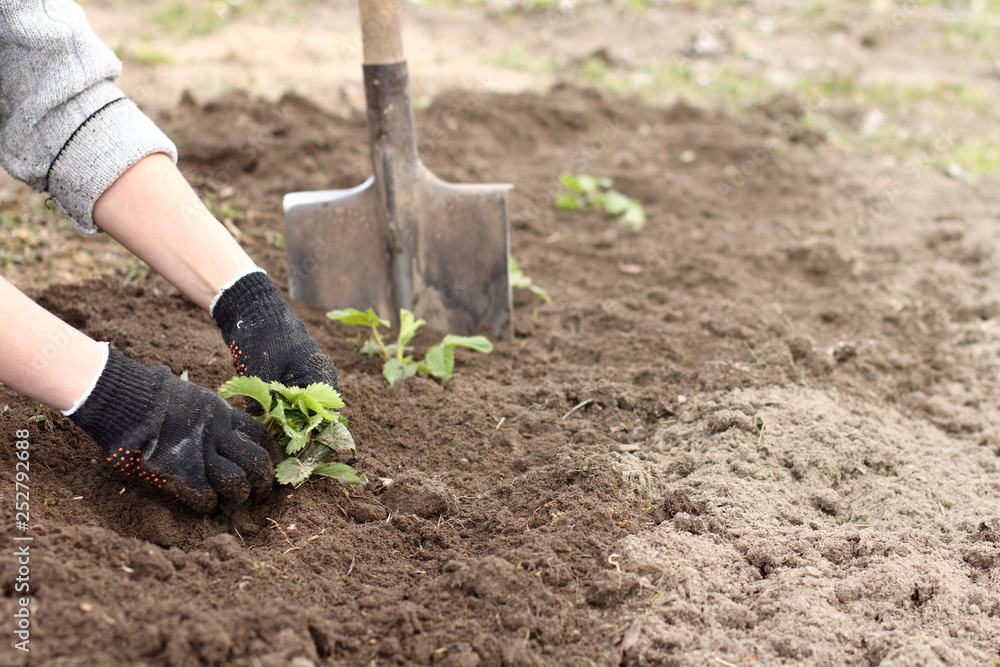 gardener plants young seedlings of strawberry bushes in a prepared garden bed . spring garden work gardener plants young seedlings of strawberry bushes in a prepared garden bed . spring garden work