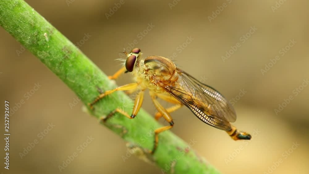 Robber fly perched on the stem of a plant resting and cleaning itself, macro close up static shot in hd with bokeh neutral background. Robber fly perched on the stem of a plant resting and cleaning itself, macro close up static shot in hd with bokeh neutral background.
