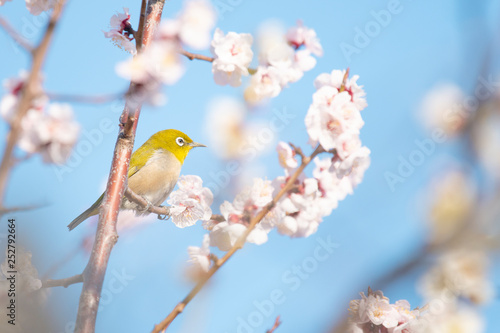 Japanese white-eye, called Mejiro in Japan, perches on a branch of plum tree for the nectar of flowers in spring.
