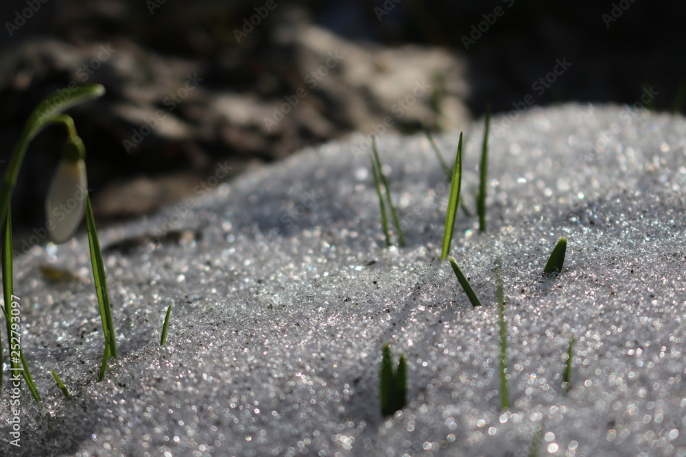 Young green tender grass sprouted through the snow in the spring forest on a sunny day. Young green tender grass sprouted through the snow in the spring forest on a sunny day.