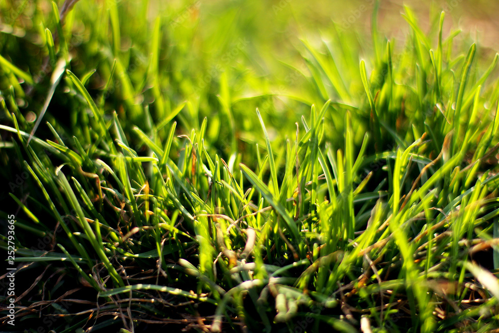 Obraz premium spring grass. green grass
