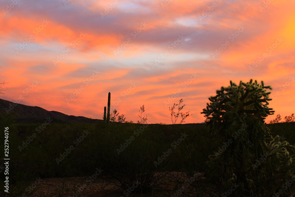Obraz premium Teddy bear cholla in the Coronado National Forest sunset.