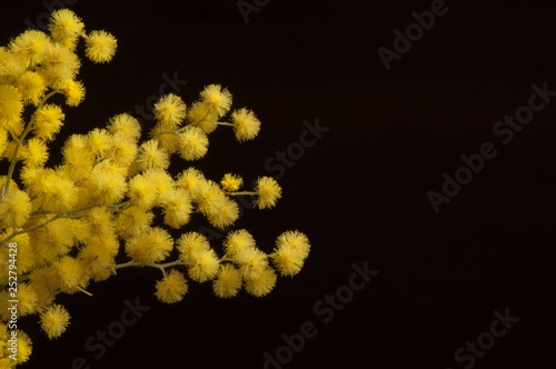 Yellow mimosa buds on dark brown background.