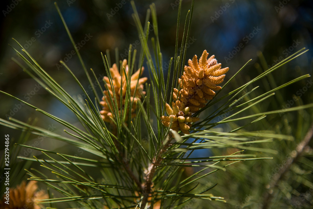pine tree blossom on branch pine tree blossom on branch