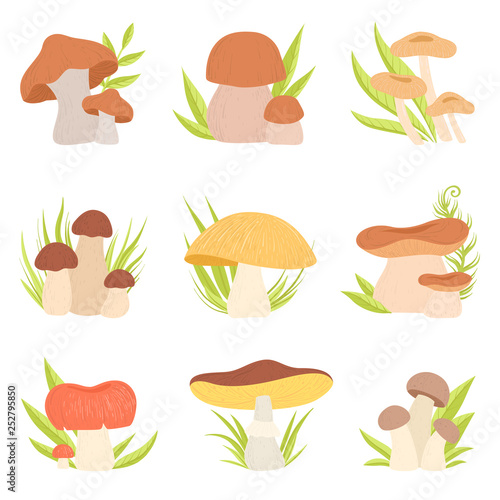 Different Kinds of Mushrooms Set, Forest Edible and Inedible Mushrooms, Eco Organic Products Vector Illustration