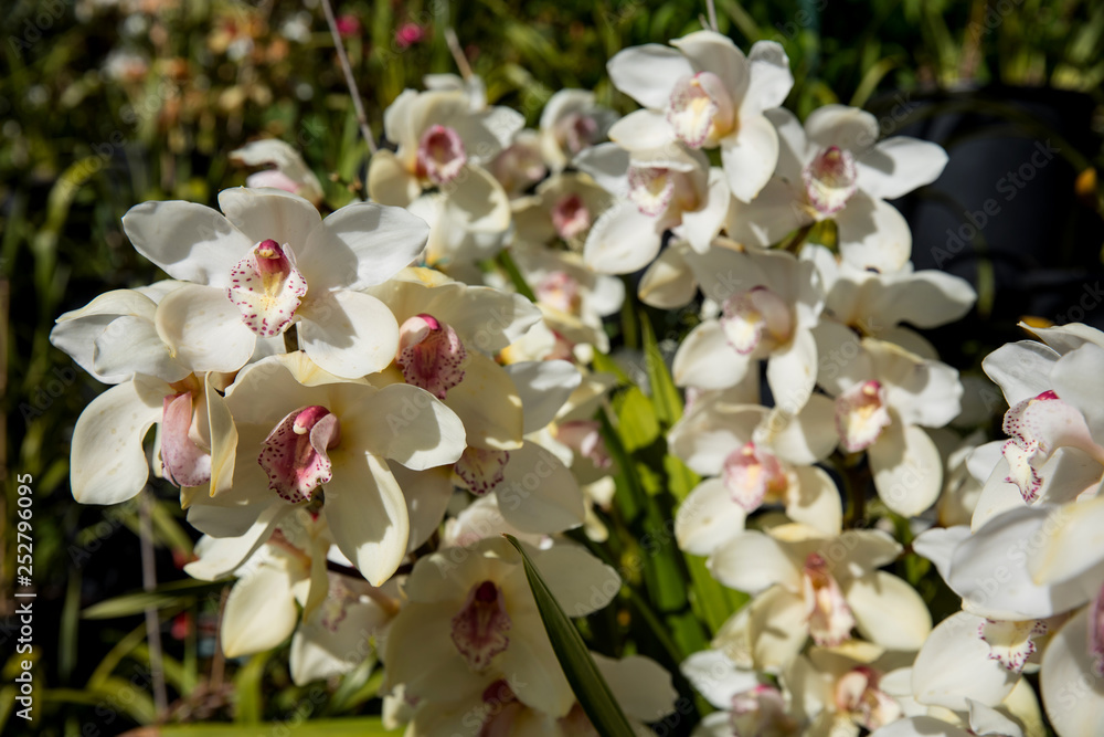 Obraz premium orchid flowers in the garden