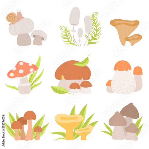 Different Kinds of Forest Mushrooms Set, Edible and Inedible Mushrooms, Wild Organic Products Vector Illustration