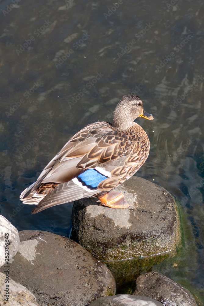 Duck at the river shore Duck at the river shore