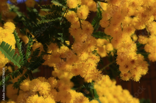 mimosa macro