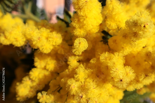 ramo mimosa