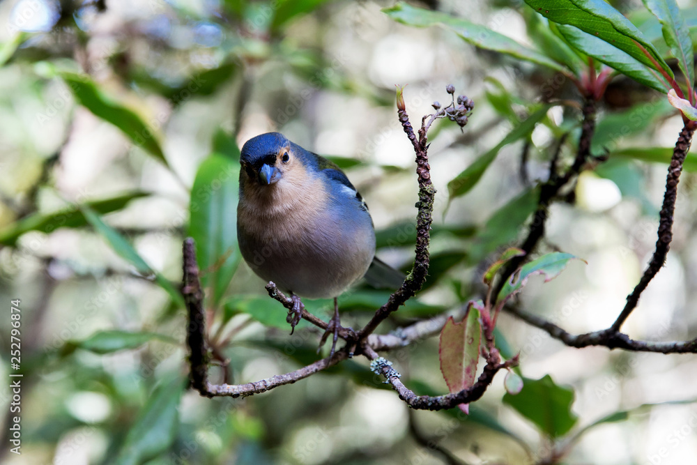 Closeup of colorful Madeiran chaffinch