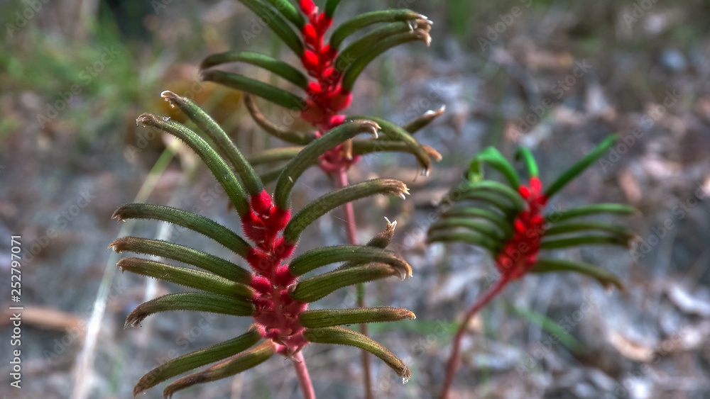 western australian kangaroo paw flower close up western australian kangaroo paw flower close up