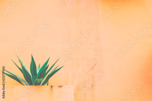 Agave and orange background.