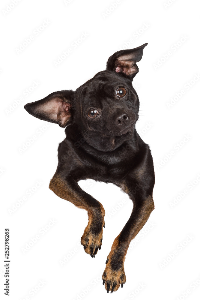 Cute chihuahua pup peeking