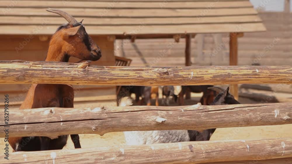 Two clean wellgroomed goats in the aviary on the farm, the goats are