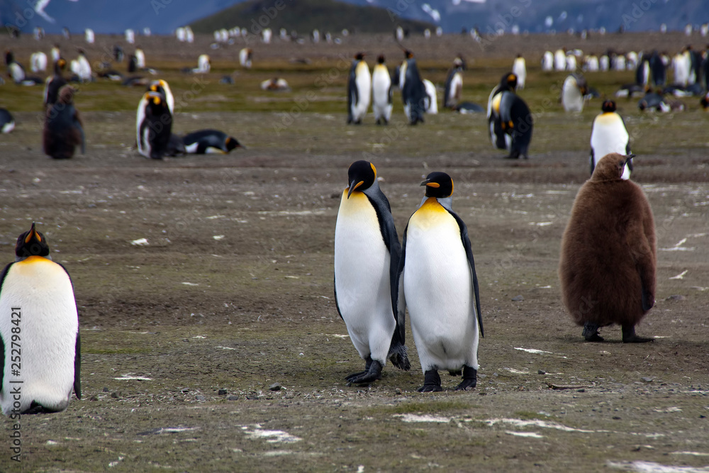 Obraz premium Salisbury Plain South Georgia Islands, pair of adult king penguins walking with colony in background