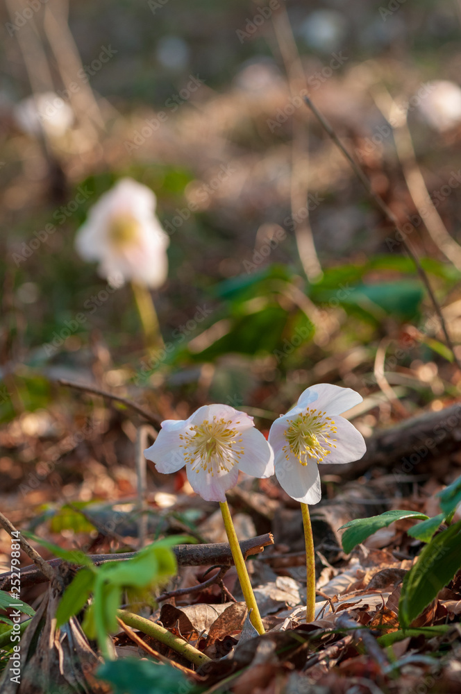 Helleborus flower with stamen in forest Helleborus flower with stamen in forest