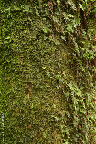 close up of texture of tree bark with moss