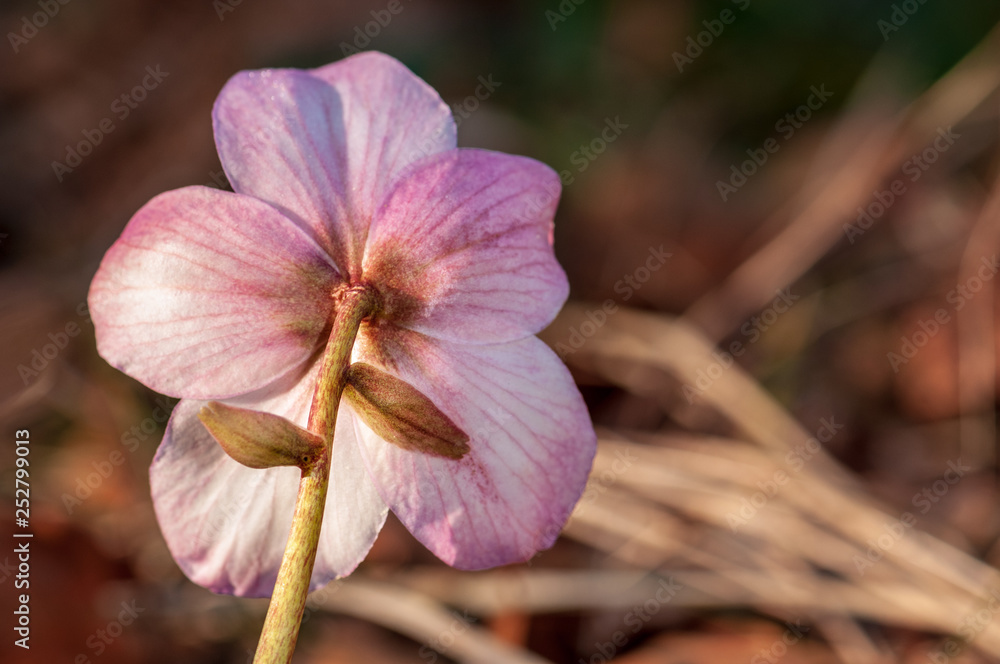 Fototapeta premium Helleborus flower with stamen in forest