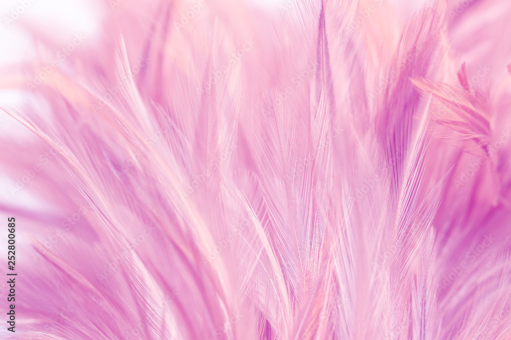 Pink chicken feathers in soft and blur style for background and art design