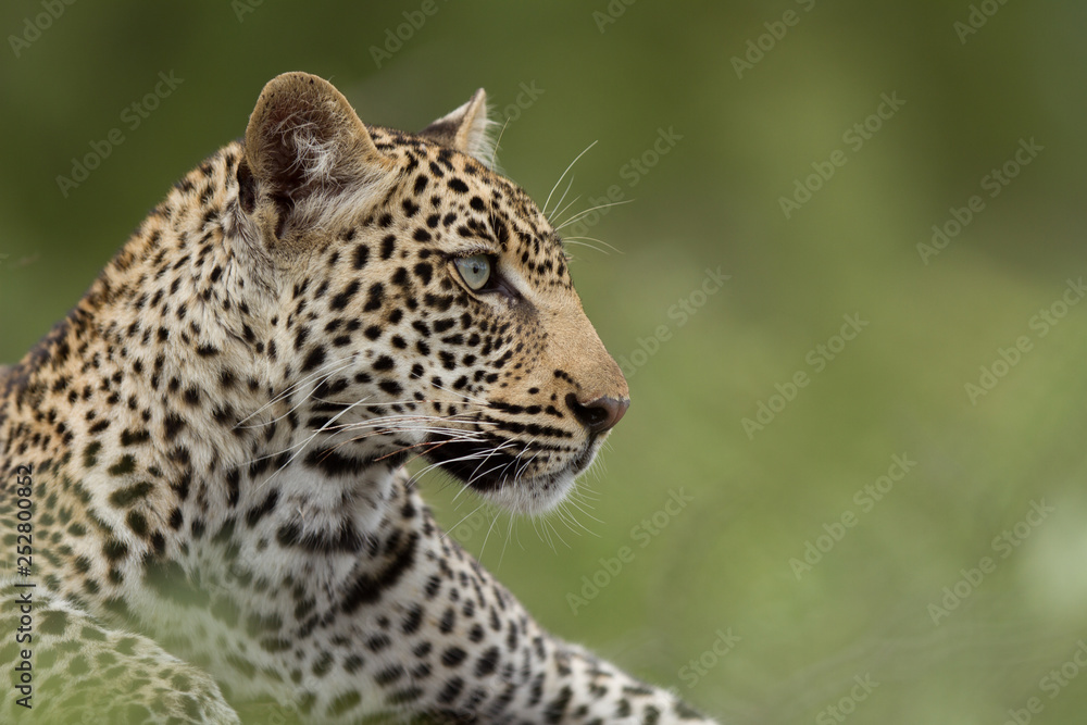 Obraz premium Elegant indifference