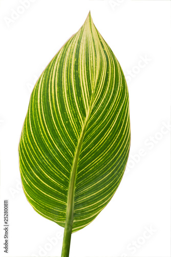 Green leaf on white background.