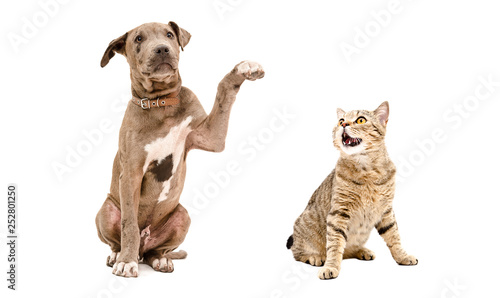Playful Pit bull puppy and funny cat Scottish Straight isolated on white background