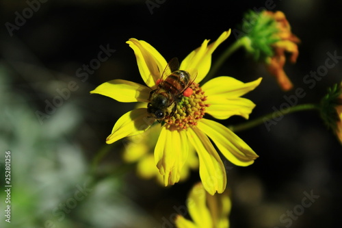 A Sonoran honeybee with pollen sacks on a wild sunflower, Sabino Canyon, Coronado National Forest. 