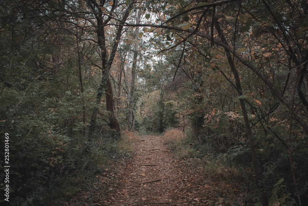 road in the forest