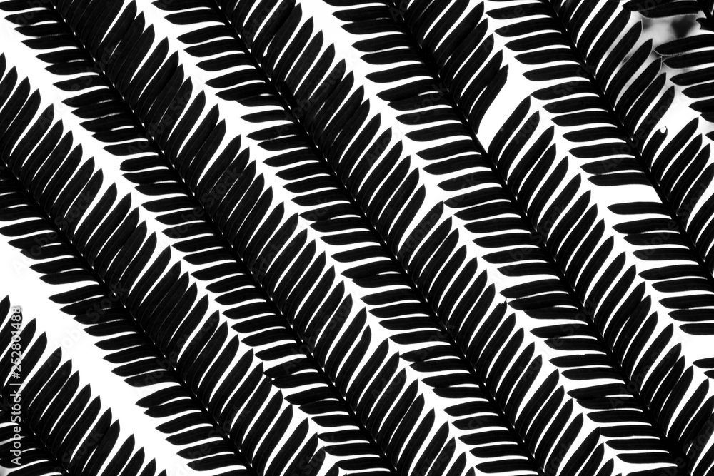 closeup leaf pattern - silhouette closeup leaf pattern - silhouette