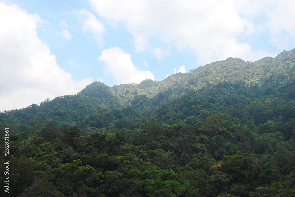 Panorama of a dense green forest on a slope of the mountain range under the rays of the midday sun on the background of a cloudy blue sky.