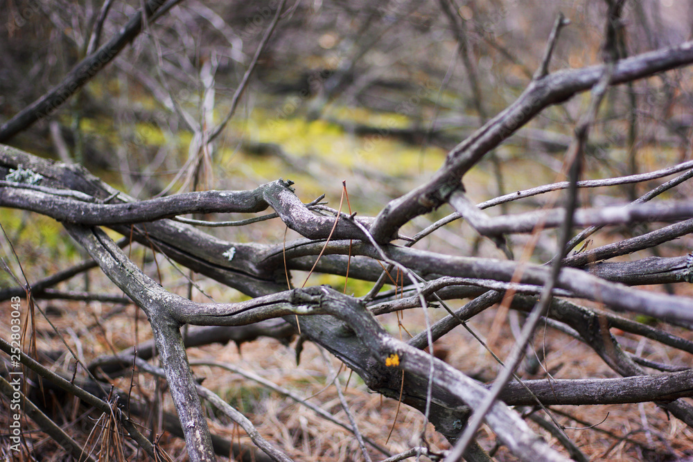 Dried branches Dried branches