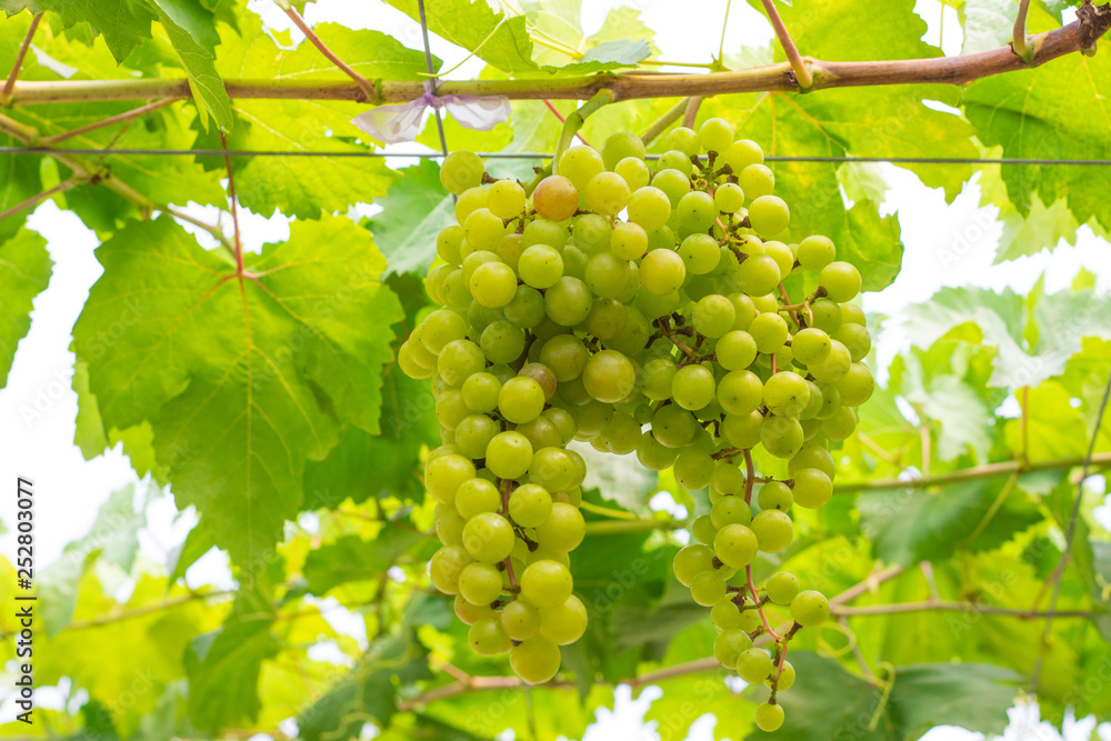Fresh green grapes (Vitis Vinifera Linn) are hanging on the vine with green leaves in organic garden for harvesting Fresh green grapes (Vitis Vinifera Linn) are hanging on the vine with green leaves in organic garden for harvesting