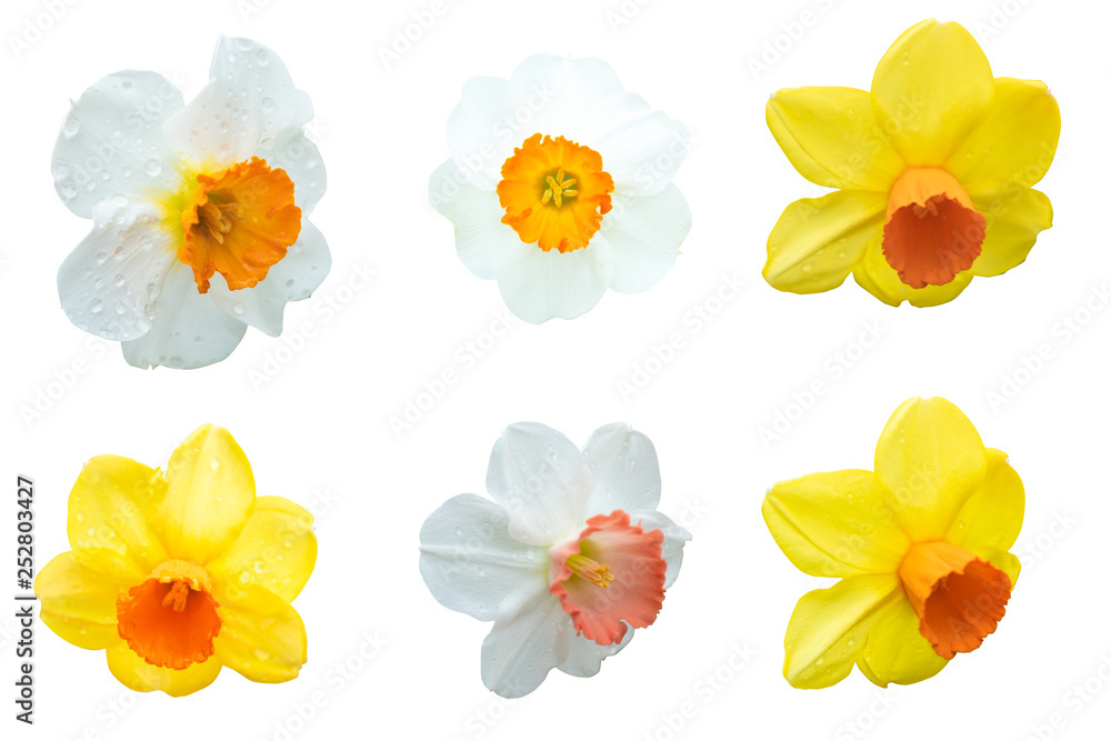 Close up.Flowers yellow and white daffodils on isolated on the white background. Photo with clipping path. Close up.Flowers yellow and white daffodils on isolated on the white background. Photo with clipping path.