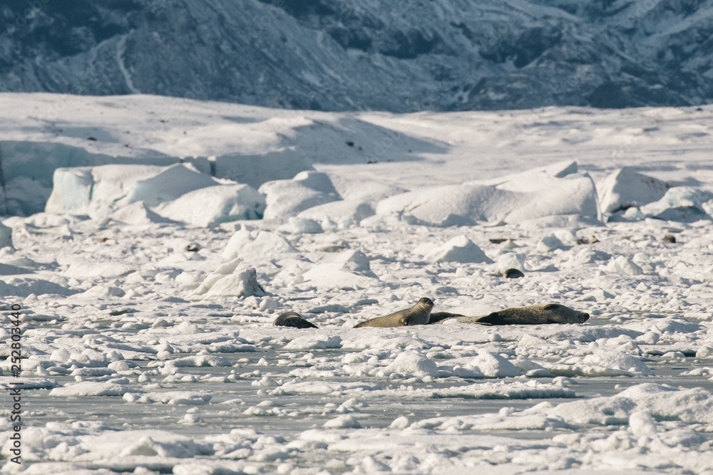 Seals lying on ice in the glacier lagoon iceland