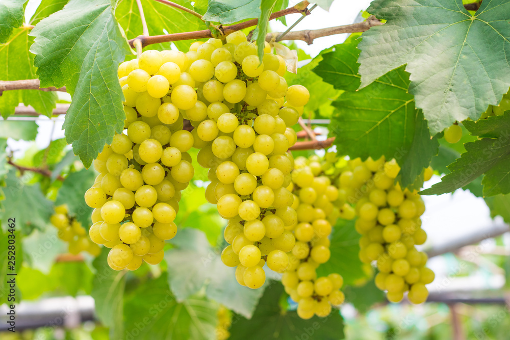Fresh green grapes (Vitis Vinifera Linn) are hanging on the vine with green leaves in organic garden for harvesting Fresh green grapes (Vitis Vinifera Linn) are hanging on the vine with green leaves in organic garden for harvesting