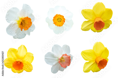 Close up.Flowers yellow and white daffodils on isolated on the white background. Photo with clipping path.