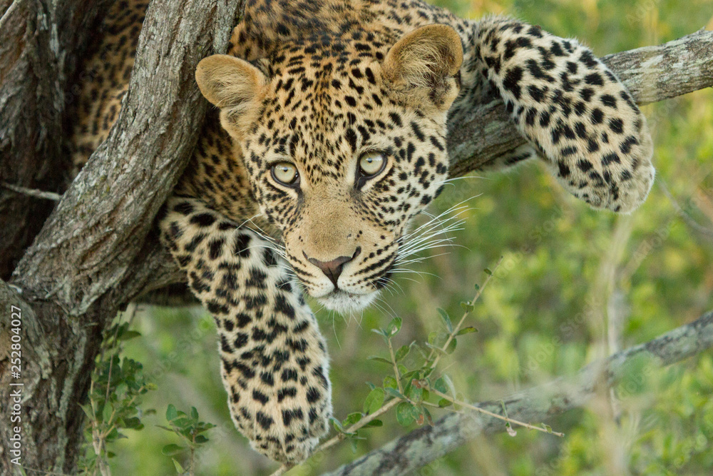 Obraz premium Watching Something