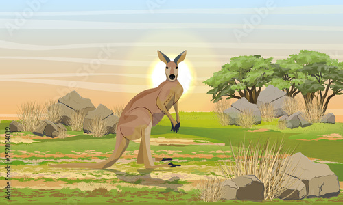 Large red on the plain with stones, dry grass and trees. Wild animals, endemics of Australia. Realistic Vector Landscape