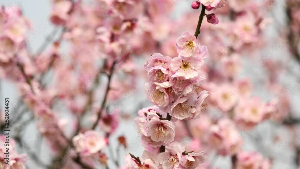 Flowers in spring series: pink plum blossoming in breeze, zoom in video, close up view, 4K movie, slow motion.